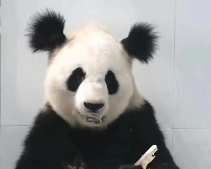 官方证实大熊猫小丫因尿毒症去世，珍惜这些与我们共生的生命。