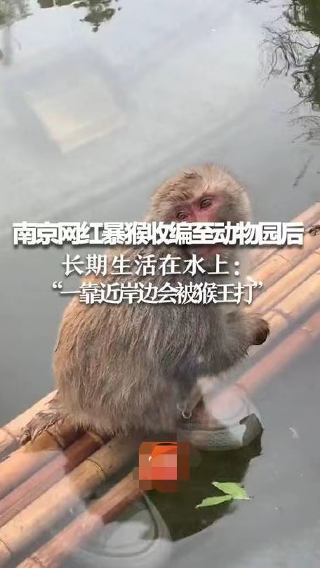 南京网红暴猴遭霸凌长期水上漂，网友：可怜之猴必有可恨之处