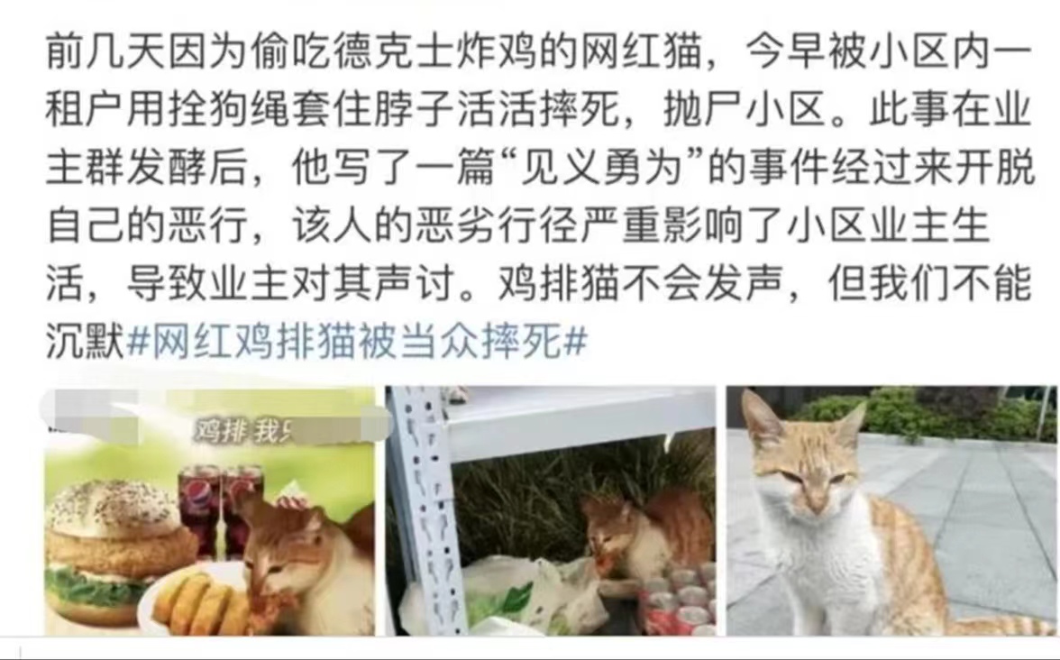 警方通报网红偷猫后在小树林虐杀，引发群众极度不满和愤慨