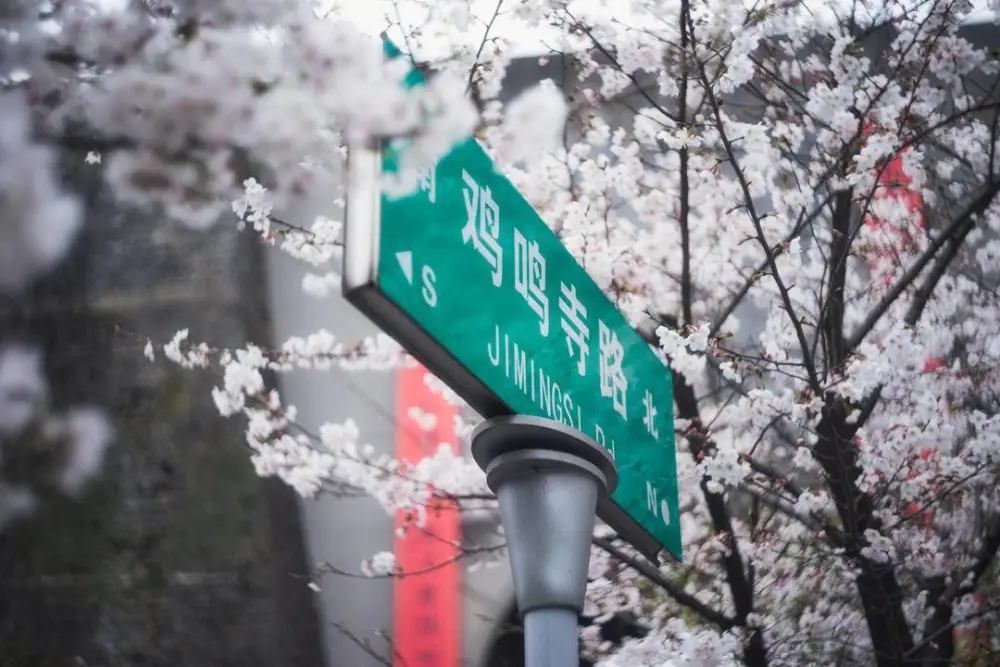 南京“鸡鸣寺的樱花开了” 游客爆满设反悔门（2023鸡鸣寺游客爆满）