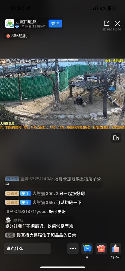 支付宝“西霞口旅游”直播走红，700万人看吃播大熊猫