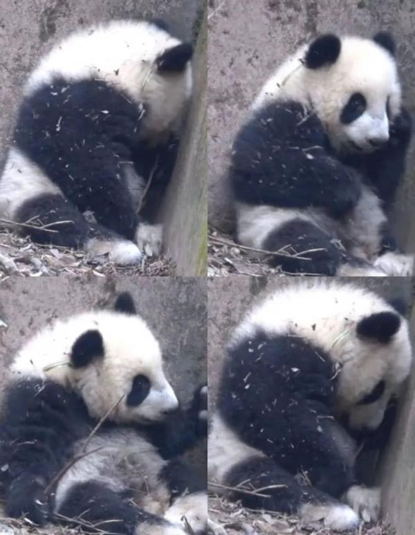 大熊猫福菀本就残疾，被游客泼水后委屈躲角落（2023大熊猫福菀被游客泼水后委屈躲角落）