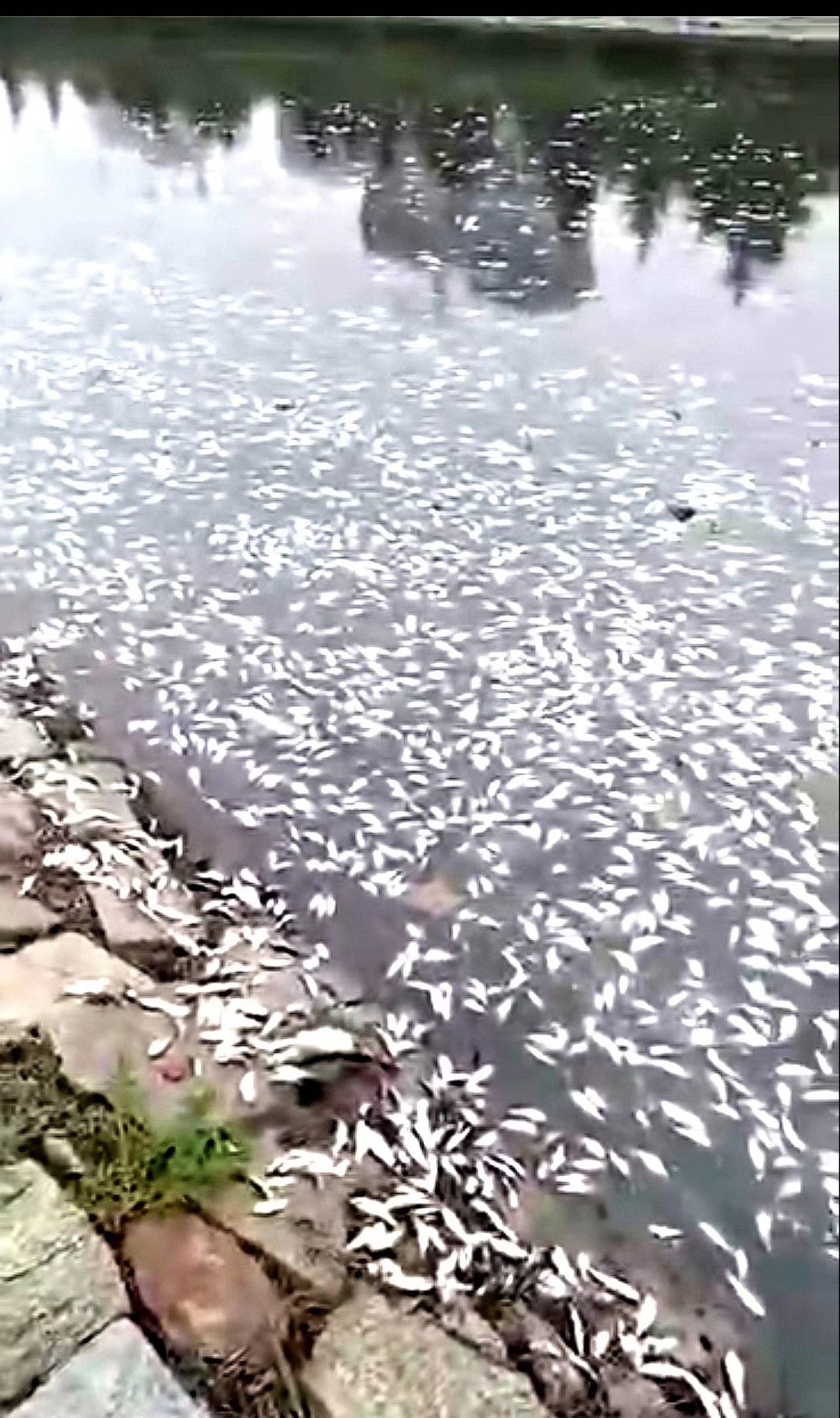 河南开封一河岸边现大量死鱼，建议附近群众不要食用这些鱼