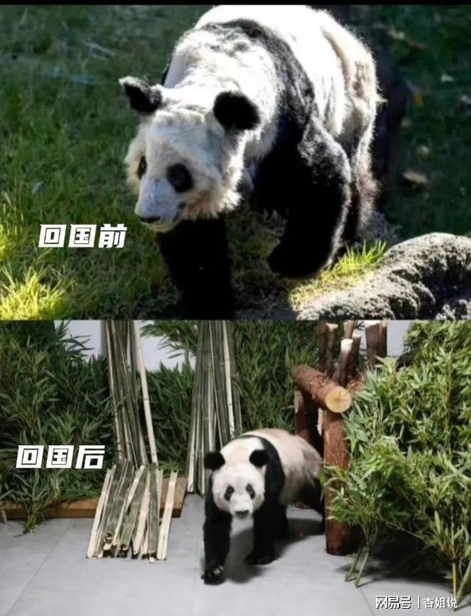大熊猫“丫丫”平安返京后就被竹子包围 动物园回应（2023大熊猫丫丫平安返京）