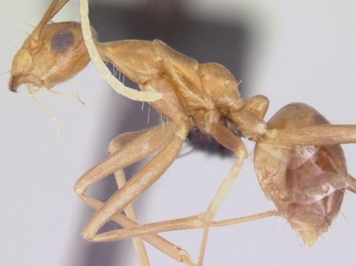 科学家竟然发现首个有两套 DNA 的动物？（2023黄疯蚁DNA）