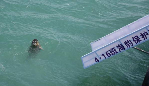 七头西太平洋斑海豹幼崽在大连放归大海（2023斑海豹在大连放归大海）