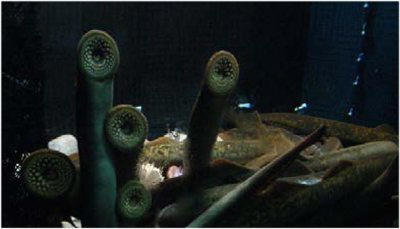 欧洲贵族的顶级美食七鳃鳗  为什么频繁袭击人（2023七鳃鳗袭击人）